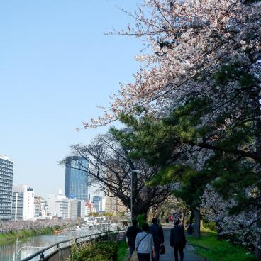 Parc Sotobori (Tokyo), allée sous les cerisiers en fleurs à la fin mars 2
