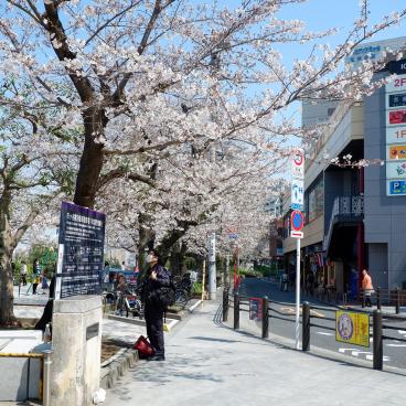 Parc Sotobori (Tokyo), entrée du parc à la gare d'Ichigaya sous les cerisiers en fleurs