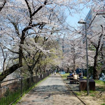 Parc Sotobori (Tokyo), allée sous les cerisiers en fleurs à la fin mars