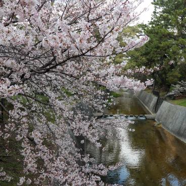 Parc Shukugawa (Hyogo), vue sur la rivière bordée de cerisiers en fleurs