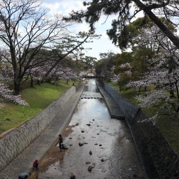 Parc Shukugawa (Hyogo), vue sur la rivière bordée de cerisiers et de pins 3