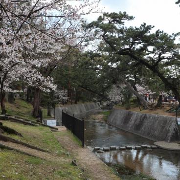 Parc Shukugawa (Hyogo), vue sur la rivière bordée de cerisiers et de pins 2