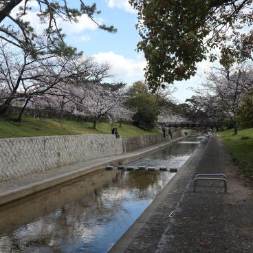 Parc Shukugawa (Hyogo), vue sur la rivière bordée de cerisiers et de pins