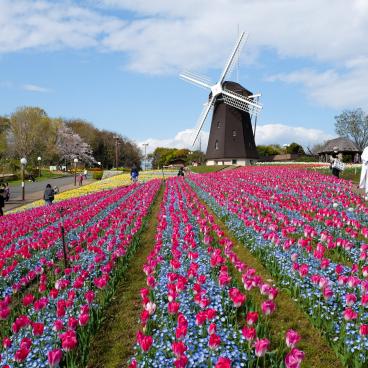 Parc Tsurumi Ryokuchi, colline du moulin à vent hollandais avec tulipes et cosmos