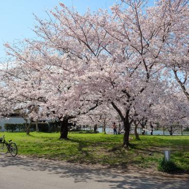 Parc Tsurumi Ryokuchi, cerisiers en fleurs au printemps 2