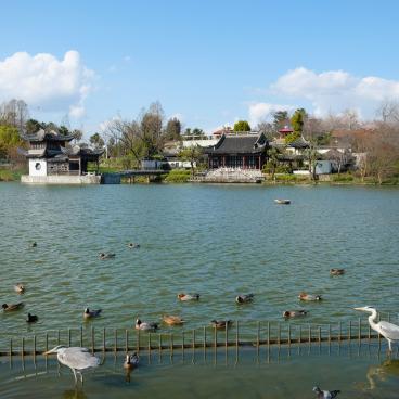 Parc Tsurumi Ryokuchi, étang Oike et sa faune