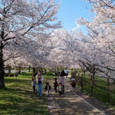 Parc Tsurumi Ryokuchi, promenade sous les cerisiers en fleurs au printemps
