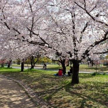 Parc Tsurumi Ryokuchi, cerisiers en fleurs au printemps