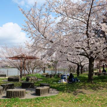 Parc Tsurumi Ryokuchi, aires de pique-nique et cerisiers en fleurs au printemps