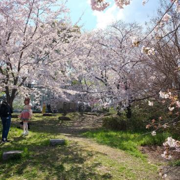 Parc Tsurumi Ryokuchi, séance photos sous les cerisiers en fleurs au printemps