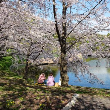 Parc Tsurumi Ryokuchi, plan d'eau du jardin japonais et cerisiers en fleurs