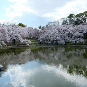 Parc Tsurumi Ryokuchi, plan d'eau du jardin japonais et cerisiers en fleurs 2