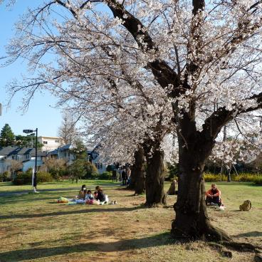 Zenpukuji-gawa (Tokyo), quartier résidentiel et cerisiers en fleurs au printemps le long de la rivière