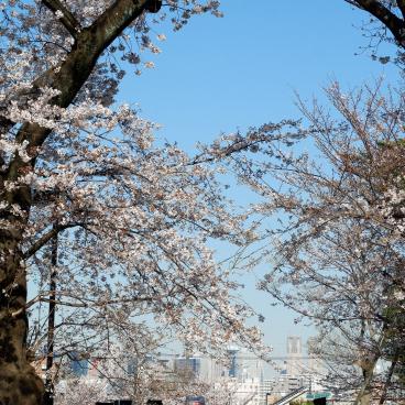 Zenpukuji-gawa (Tokyo), point de vue à Wadabori sur les gratte-ciels de Shinjuku sous les cerisiers en fleurs