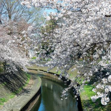 Zenpukuji-gawa (Tokyo), rivière bordée de cerisiers en fleurs au printemps 4