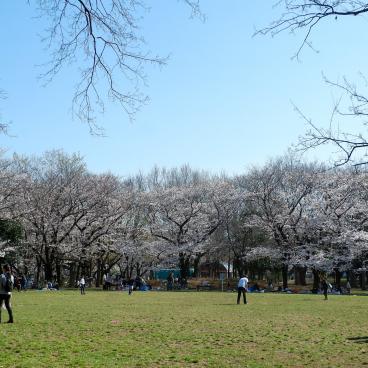 Zenpukuji-gawa (Tokyo), pelouse et cerisiers en fleurs au printemps le long de la rivière