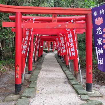 Kumano (Mie), allée de torii du sanctuaire Hana-no-iwaya