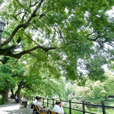 Parc Hibiya (Tokyo), vue sur la végétation du jardin public au printemps