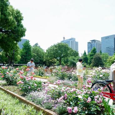 Parc Hibiya (Tokyo), jardin de roses en fleurs au printemps