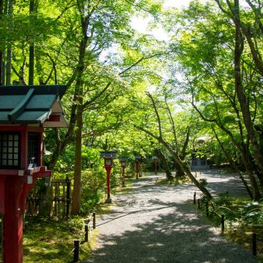Josho-ji (Kyoto), allée d'érables verts et de lanternes rouges