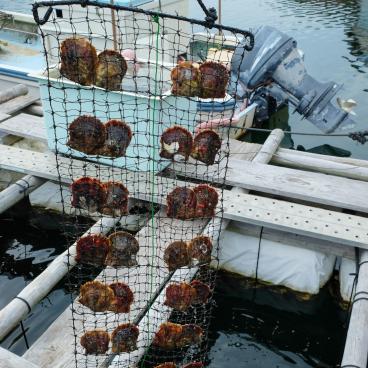 Ama de la préfecture de Mie, expérience de récolte de perle de culture à Shinju no sato dans la baie d'Ago