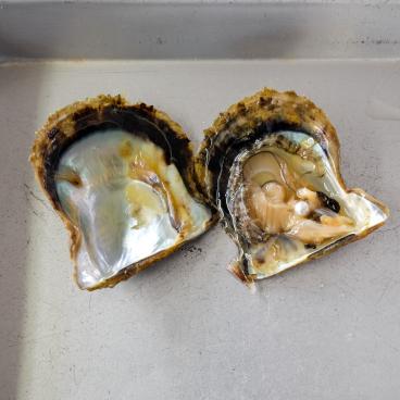 Ama de la préfecture de Mie, expérience de récolte de perle de culture à Shinju no sato dans la baie d'Ago 2