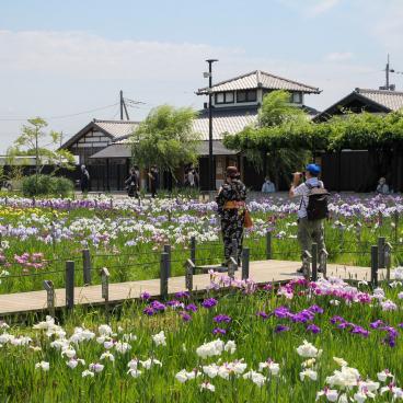 Parc Suigo Sawara Ayame (Katori, Chiba), vue sur le jardin et les iris en fleurs en juin 4