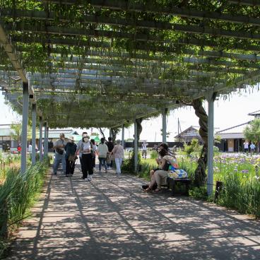 Parc Suigo Sawara Ayame (Katori, Chiba), aire de repos sous une pergola végétale