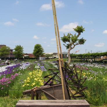 Parc Suigo Sawara Ayame (Katori, Chiba), vue sur le jardin et les iris en fleurs en juin