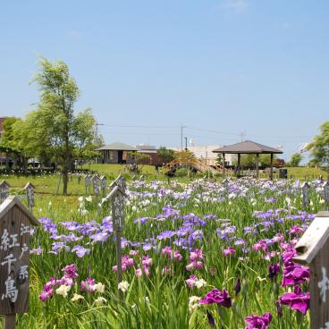 Parc Suigo Sawara Ayame (Katori, Chiba), vue sur le jardin et les iris en fleurs en juin 2