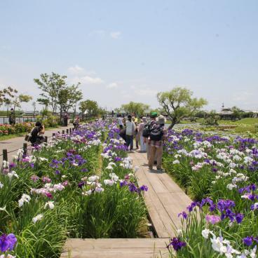 Parc Suigo Sawara Ayame (Katori, Chiba), vue sur le jardin et les iris en fleurs en juin