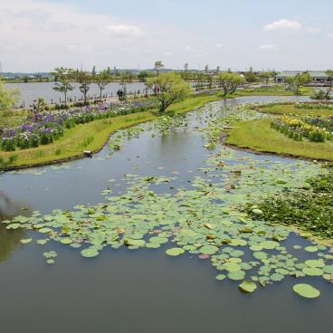 Parc Suigo Sawara Ayame (Katori, Chiba), vue sur le jardin aquatique