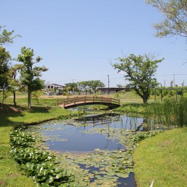 Parc Suigo Sawara Ayame (Katori, Chiba), vue sur le jardin aquatique 2