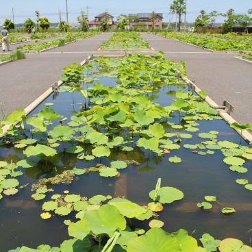 Parc Suigo Sawara Ayame (Katori, Chiba), bassins aux lotus