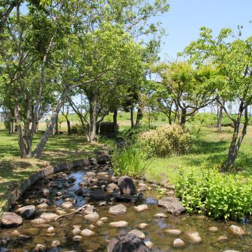 Parc Suigo Sawara Ayame (Katori, Chiba), vue sur le jardin aquatique 3