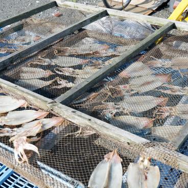 Jogashima (Miura), calmars en train de sécher