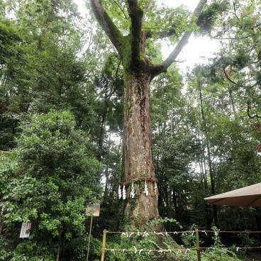 Ujigami-jinja, arbre sacré dans l'enceinte du sanctuaire
