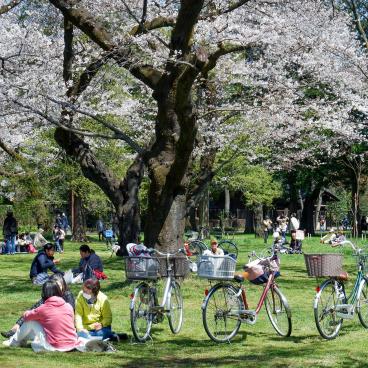 Parc Koganei (Tokyo), vélos citadins et pique-niques sous les cerisiers en fleurs