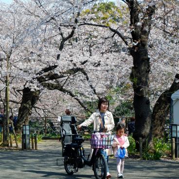 Chidorigafuchi (Tokyo), vélo Mamachari sous les cerisiers en fleurs