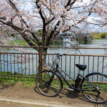 Parc Tsurumi Ryokuchi (Osaka), vélo citadin et électrique sous les cerisiers en fleurs