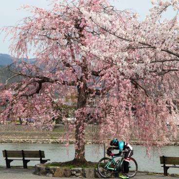 Arashiyama (Kyoto), vélo de course sous les cerisiers en fleurs