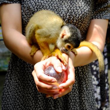 Yaimamura (Ishigaki), singe-écureuil sur les bras d'une visiteuse