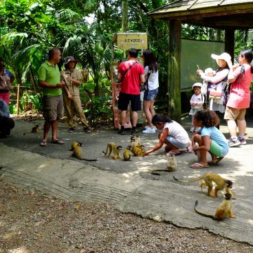 Yaimamura (Ishigaki), rencontre avec les singes-écureuils
