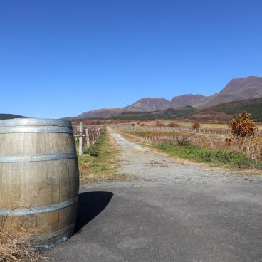 Monts Kuju (Taketa, Oita), domaine viticole