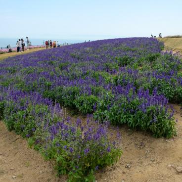Awaji Hanasajiki, sauge bleue en fleurs en automne