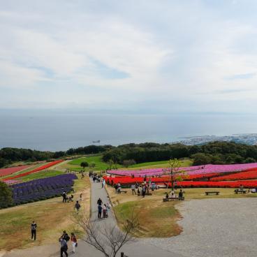 Awaji Hanasajiki, vue sur le parc fleuri en automne et la baie d'Osaka en fond