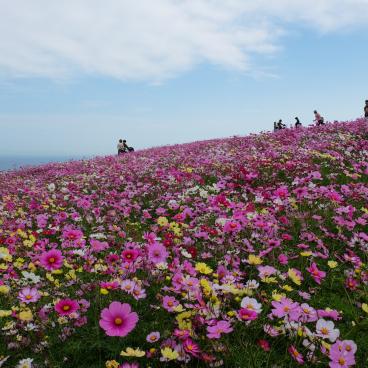 Awaji Hanasajiki, champs de fleurs cosmos en automne 