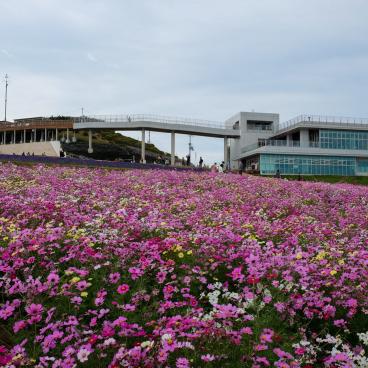 Awaji Hanasajiki, fleurs cosmos en automne et bâtiment principal du parc