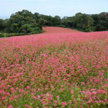 Awaji Hanasajiki, champs de sarrasin en fleurs en automne