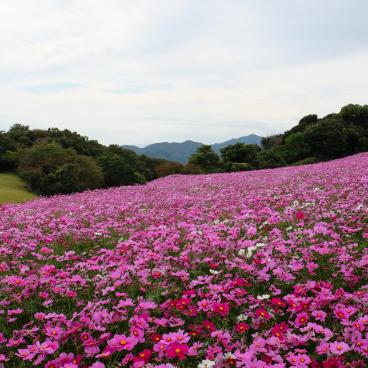 Awaji Hanasajiki, champs de fleurs cosmos en automne 2